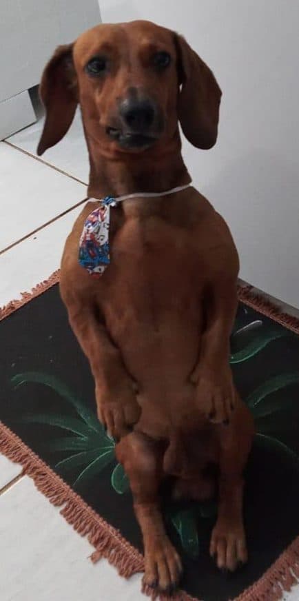 Paçoca, the Oliveira family's dachshund, the heart of the George's Painting logo